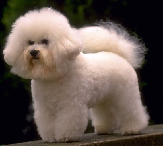 Bichon Frise